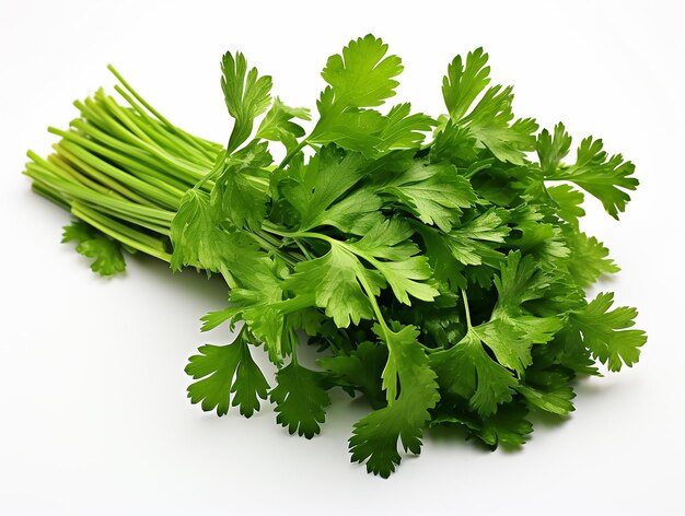 Photo fresh oregano leaves plant on white background