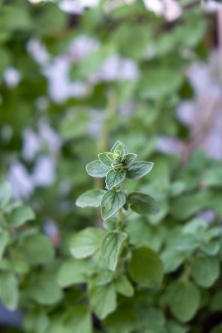 Photo fresh oregano origanum vulgare wild marjoram background