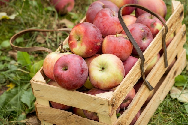 Fresh organic autumn apples in a wooden garden box