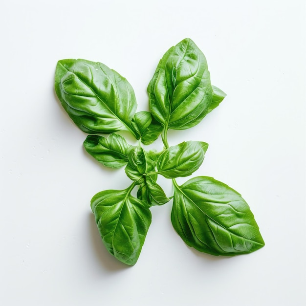 fresh organic basil leaves isolated on white background