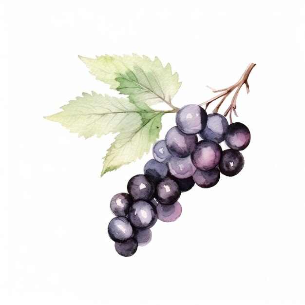 Fresh Organic Blackcurrant Berry Square Watercolor Illustration