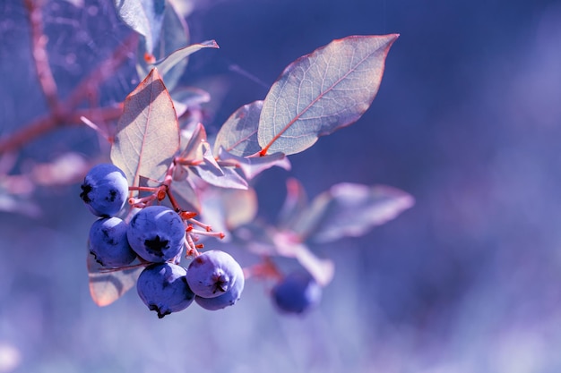 Photo fresh organic blueberries on the bush, close up, tinted effect, tinting photo color year 2022