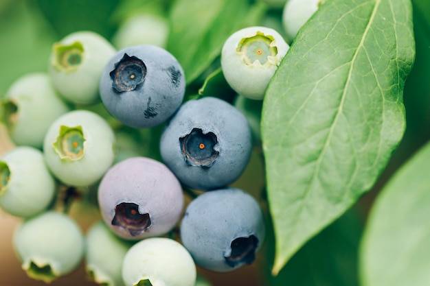 Fresh organic blueberries in garden
