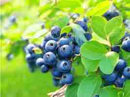 Photo fresh organic blueberry bush on country garden background