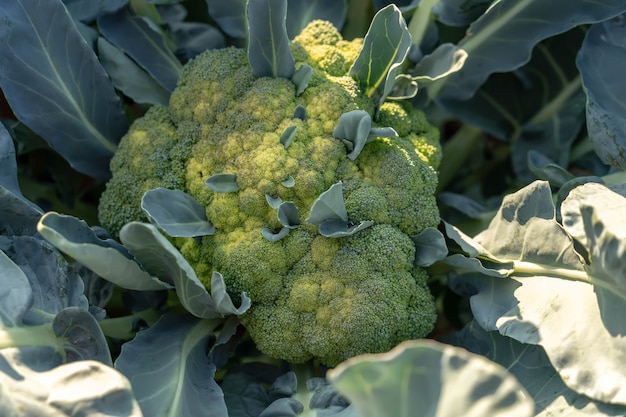 Fresh organic broccoli in the garden.