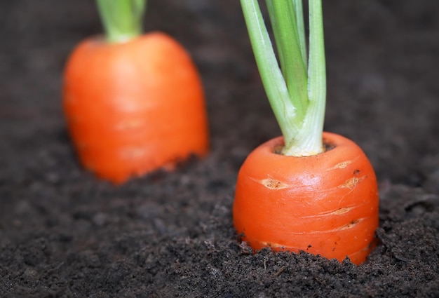 Fresh organic carrots in the garden