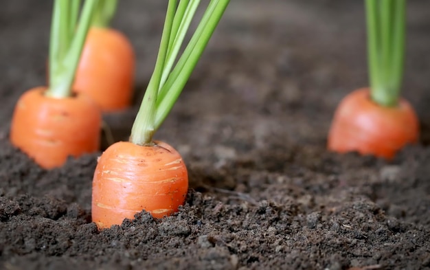 Fresh organic carrots in the garden