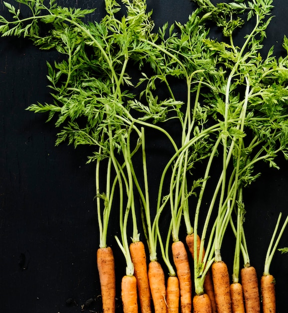 Fresh organic carrots