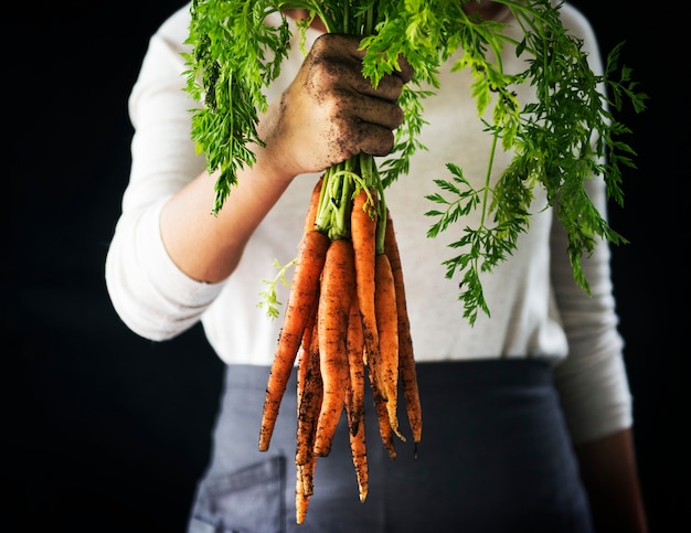 Fresh organic carrots