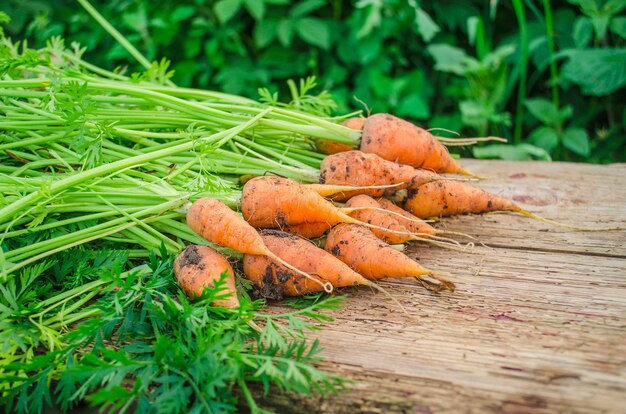 Fresh organic carrots