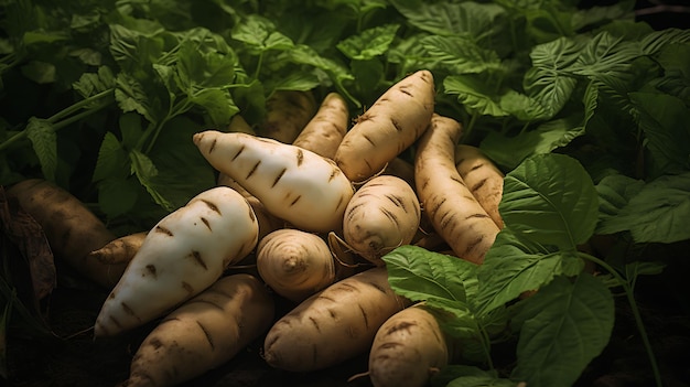 Fresh organic cassava