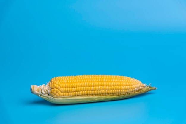 Fresh organic corn on blue background