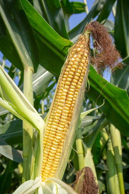 Fresh organic corn field, Izmir / Turkey