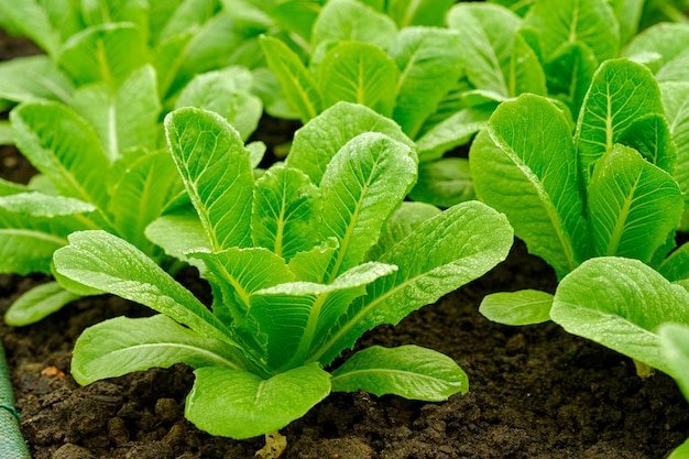 Fresh organic cos lettuces vegetable in organic agriculture farm