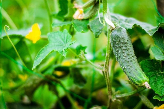 fresh and organic cucumber is growing in greenhouse