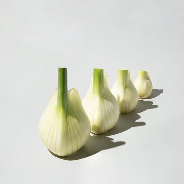 Fresh organic fennel bulbs arranged from larger to smaller isolated on a light gray background. Isometric layout. Minimal concept. Square with copy space.