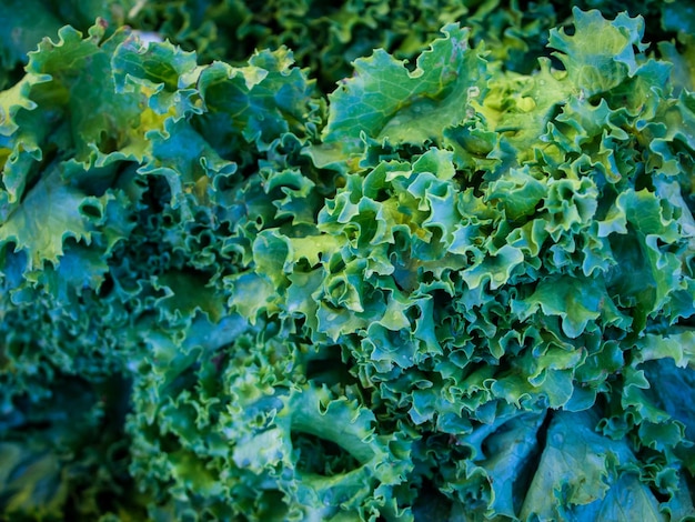 Alimenti biologici freschi al mercato degli agricoltori locali. i mercati degli agricoltori sono un modo tradizionale di vendere prodotti agricoli.