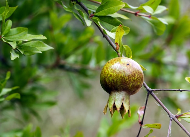 Frutta fresca biologica; albero di melograno. agricoltura naturale.