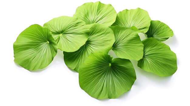 Fresh organic giant water lily leaves on white background