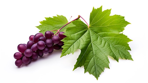 Fresh organic grape leaves on white background