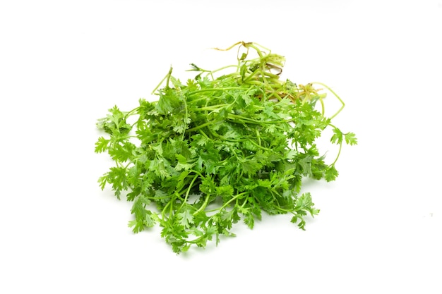 Fresh organic green coriander on isolated white background