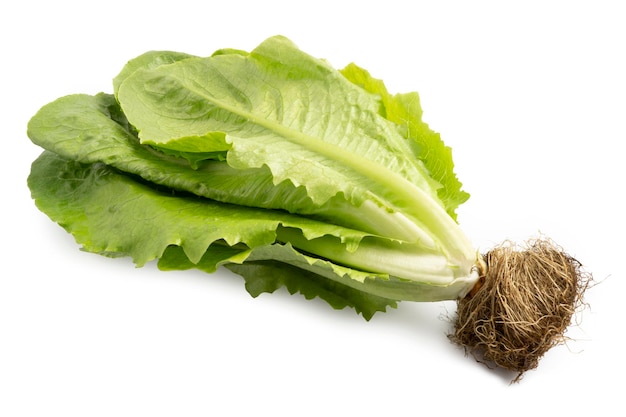 Fresh Organic Green Cos Lettuce isolated on white background