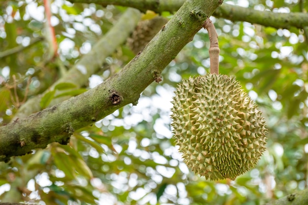 Fresh organic green Durian fruit hanging from branch on Durian tree garden and healthy food concept