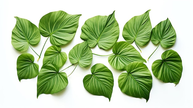 Свежий органический зеленый лист на белом фоне