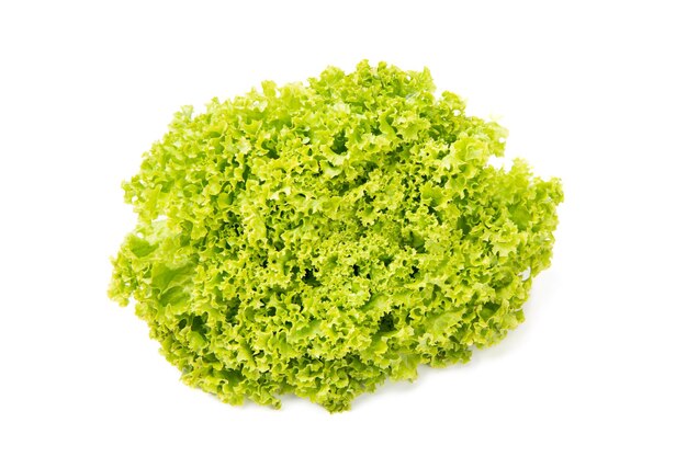 Fresh organic green leafy lettuce lactuca isolated on white