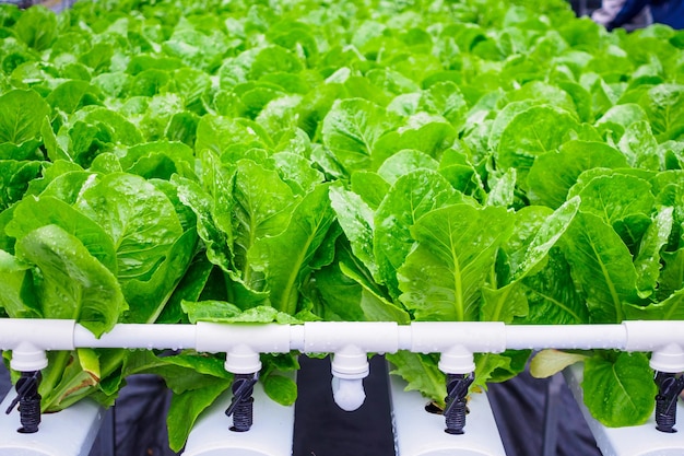 Maintaining Proper Water pH Levels for Hydroponic Lettuce