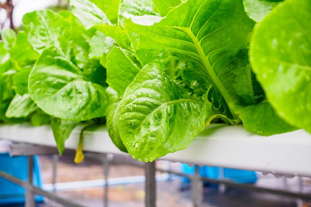 Fresh organic green leaves cos romaine lettuce salad plant in hydroponics vegetables farm system