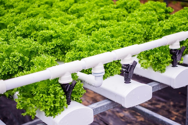 fresh organic green leaves lettuce salad plant in hydroponics vegetables farm system