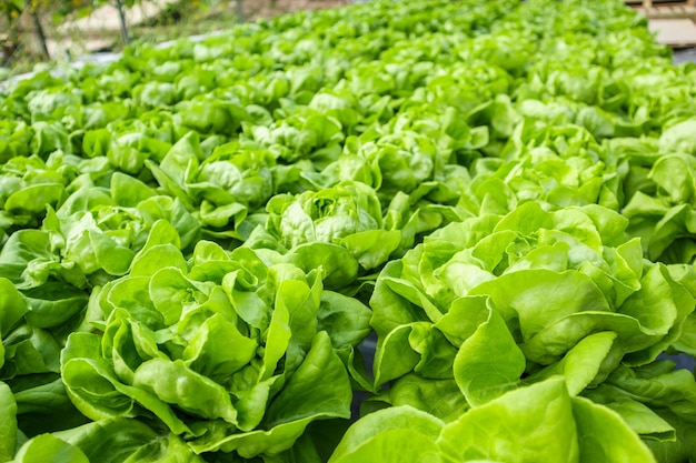 Fresh organic green leaves lettuce salad plant in hydroponics vegetables farm system