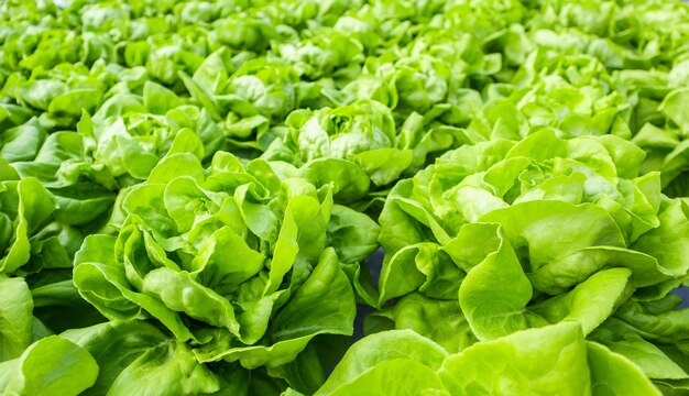 Fresh organic green leaves lettuce salad plant in hydroponics vegetables farm system