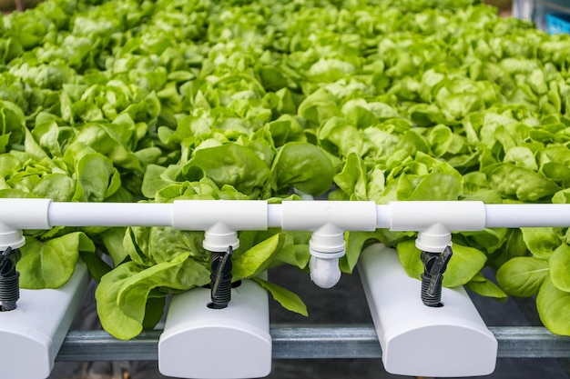 Fresh organic green leaves lettuce salad plant in hydroponics vegetables farm system