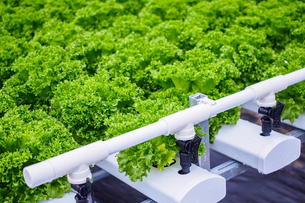 fresh organic green leaves lettuce salad plant in hydroponics vegetables farm system