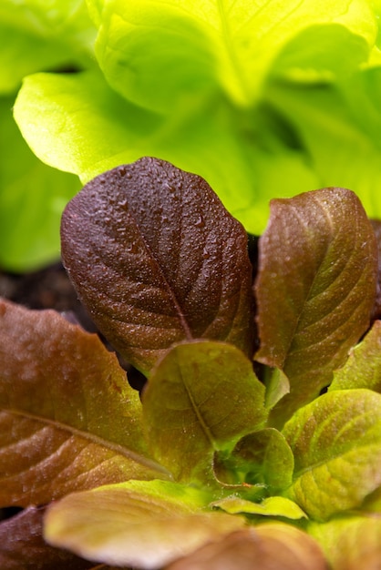 Fresh organic green leaves lettuce salad plant