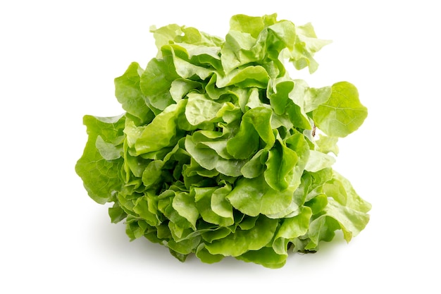 Fresh Organic Green Oak Lettuce isolated on white background with clipping path