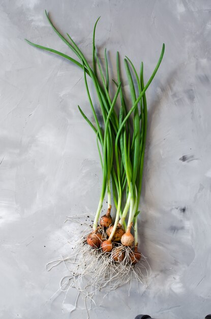 Fresh organic green onions freshly picked from garden bed.