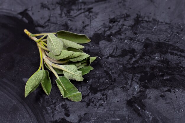 Fresh organic green sage branch.