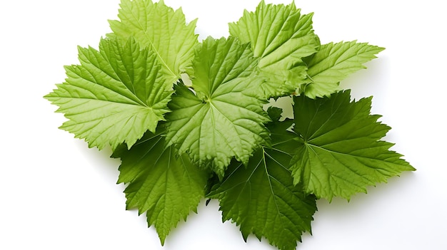 Fresh organic gunnera leaves on white background