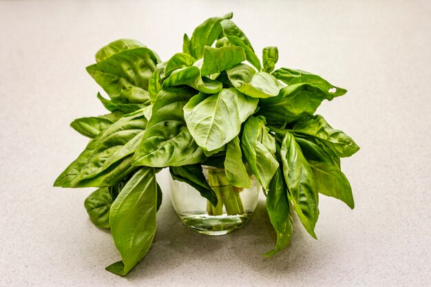 Fresh organic herb green basil