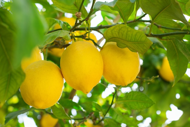 Fresh organic lemons on tree in the orchard harvesting picking