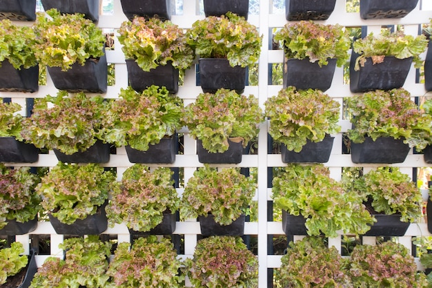 Photo fresh organic lettuce in hydroponic farm