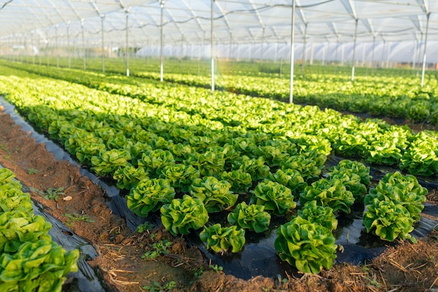 Piantine di lattuga biologica fresca in serra all'aperto