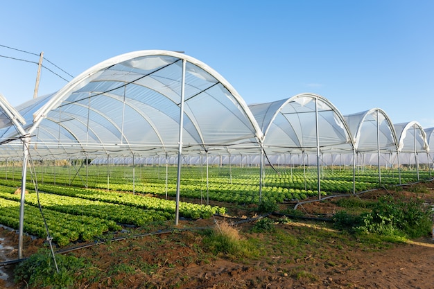 Fresh organic lettuce seedlings in greenhouse outdoors