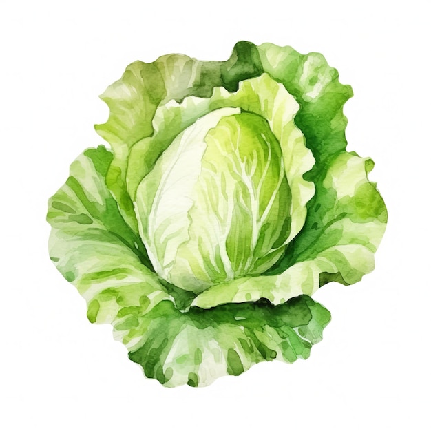 Fresh Organic Lettuce Vegetable Square Watercolor Illustration