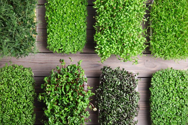 Fresh organic microgreens assortment on grey wooden table flat lay