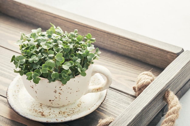 Fresh organic microgreens in a white ceramic cup Healthy and vegan food