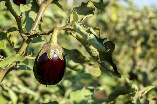 Fresh organic, natural agriculture; eggplant field, harvest.